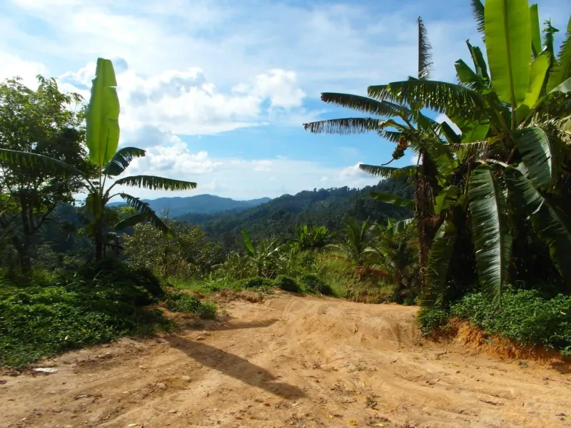 Forested mountain ridgelines in Koh Samui's central interior, near the Jungle Route 360 summit