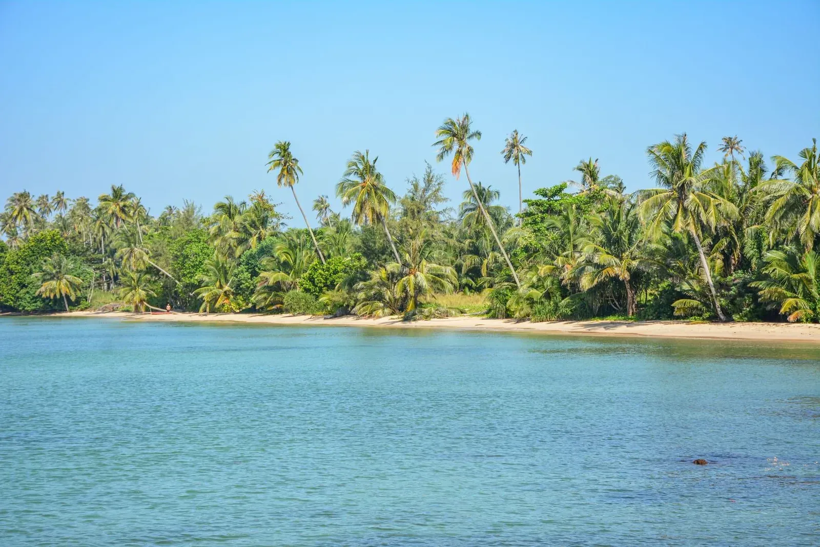 Quiet palm-lined beach with tranquil water, illustrating Koh Samui's low-season June crowds