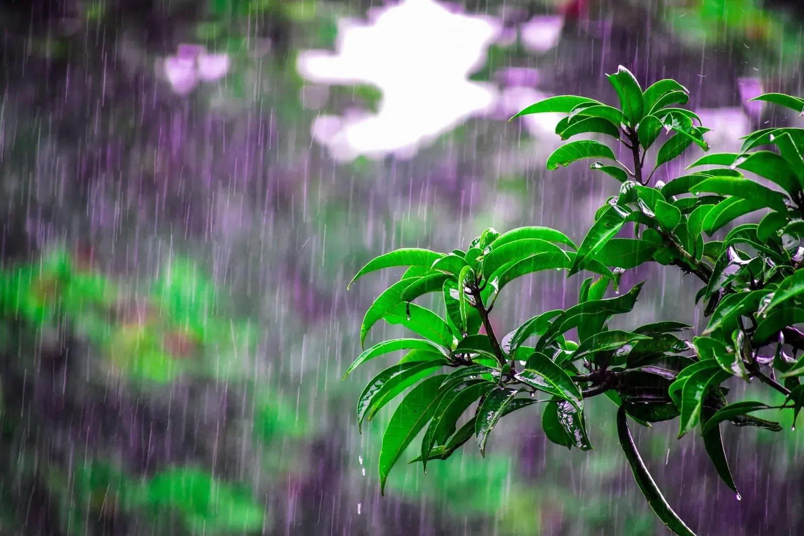 Heavy monsoon rain over Koh Samui, the kind of downpour that flushes plastic through canals onto beaches