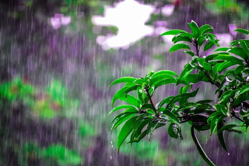 Heavy monsoon rain on Koh Samui during the flood-risk season from October to January