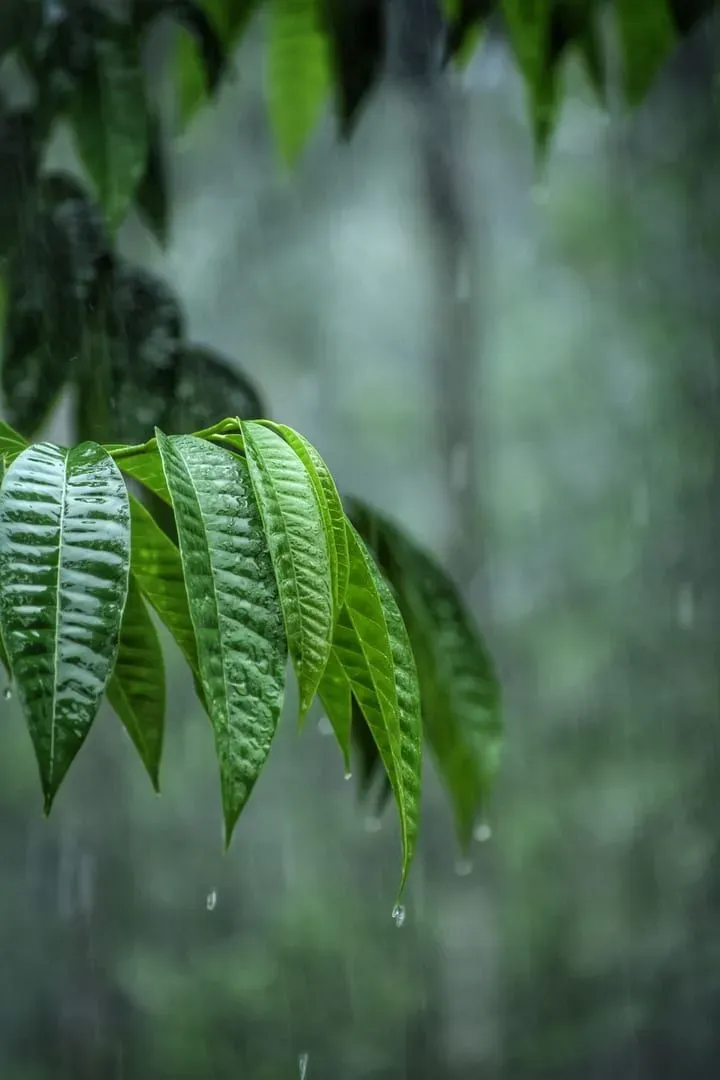 Raindrops on green leaves in a quiet forest scene representing Koh Samui's wettest month
