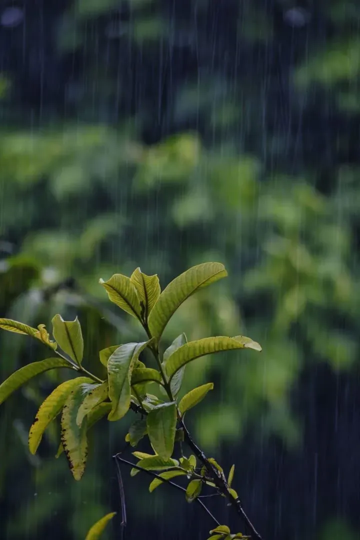 Close-up of vibrant green leaves under heavy rainfall, capturing Koh Samui's November monsoon atmosphere
