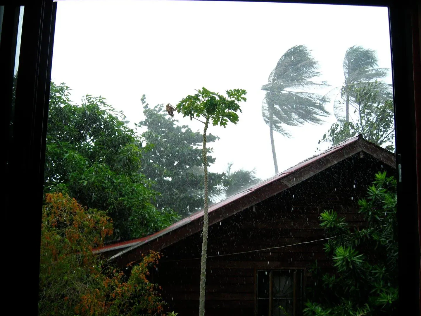 A tropical storm with wind-bent palm trees over a house on Koh Samui's north coast