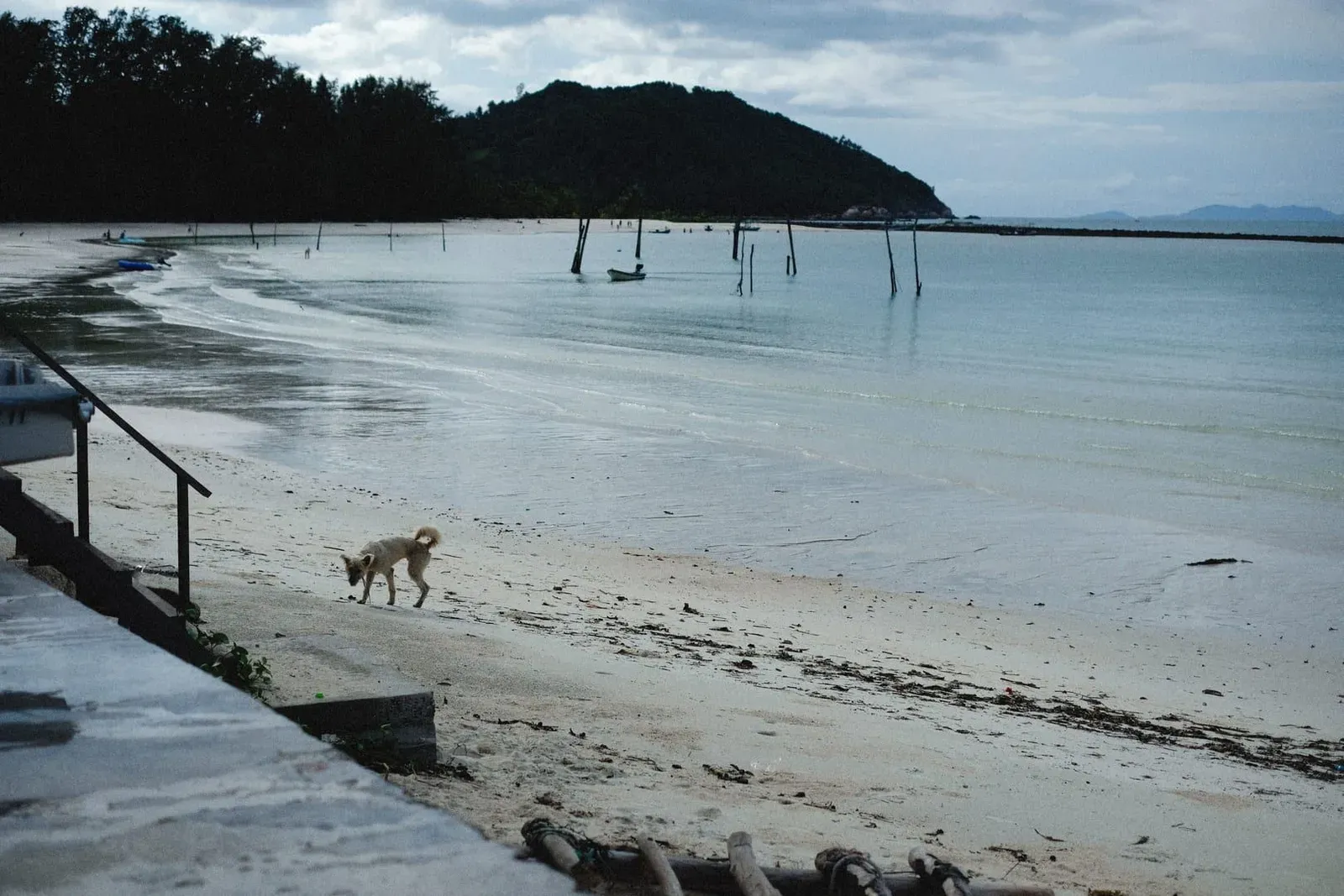 A dog walking alone along a quiet Koh Samui shoreline at low tide