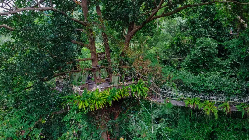 Aerial view of a wooden dining deck built into a rainforest canopy with a connecting rope bridge, Koh Samui