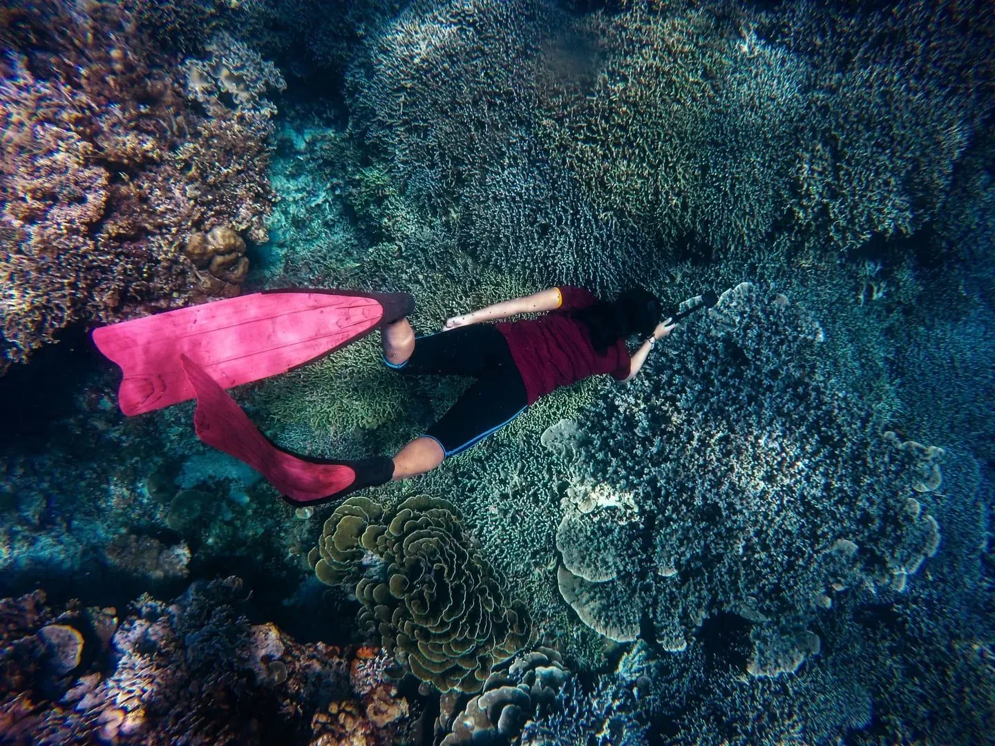 Freediver exploring a colorful coral reef with fins, similar to snorkeling gear used in Koh Samui