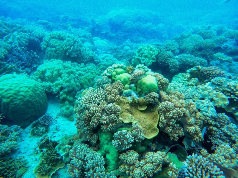 Colorful coral reef with diverse marine life representative of Koh Tao dive sites