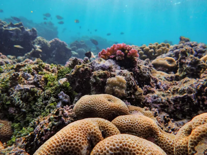 Fish swimming through a colorful coral reef ecosystem near Koh Samui