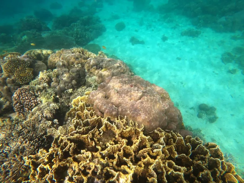 Snorkeler swimming over a shallow coral reef near Koh Samui