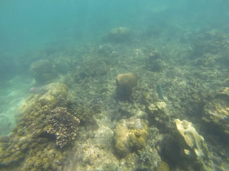 Wide coral reef with abundant marine life typical of Koh Tan snorkeling trips