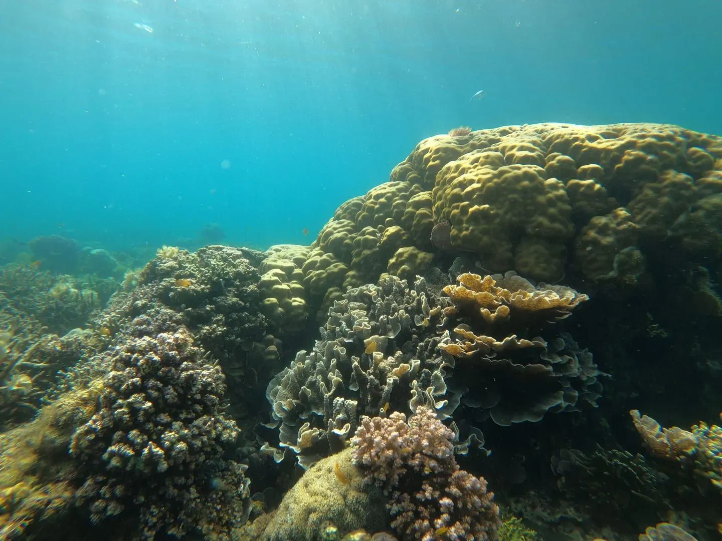 Marine life along a colorful coral reef in clear water, the kind of shallow reef beginner freedivers work above