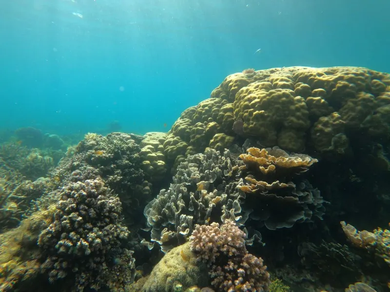 Clear tropical water over a coral reef similar to Coral Cove Koh Samui