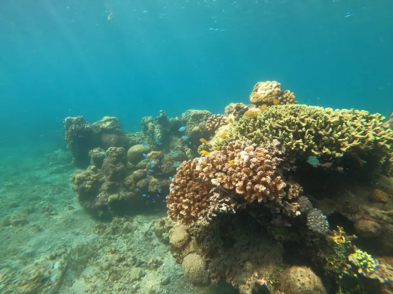 Coral reef teeming with fish representative of shore snorkeling in Koh Samui