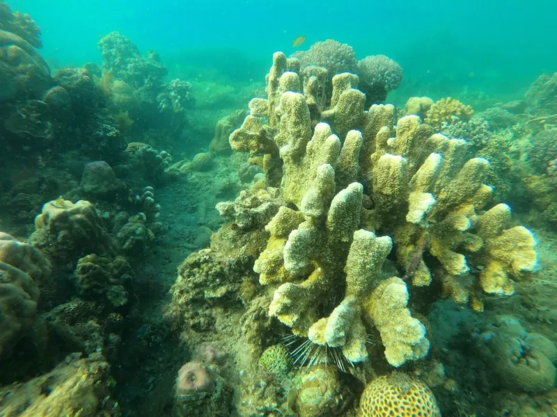 Diverse coral reef scene near clear ocean water off a Koh Samui boat trip