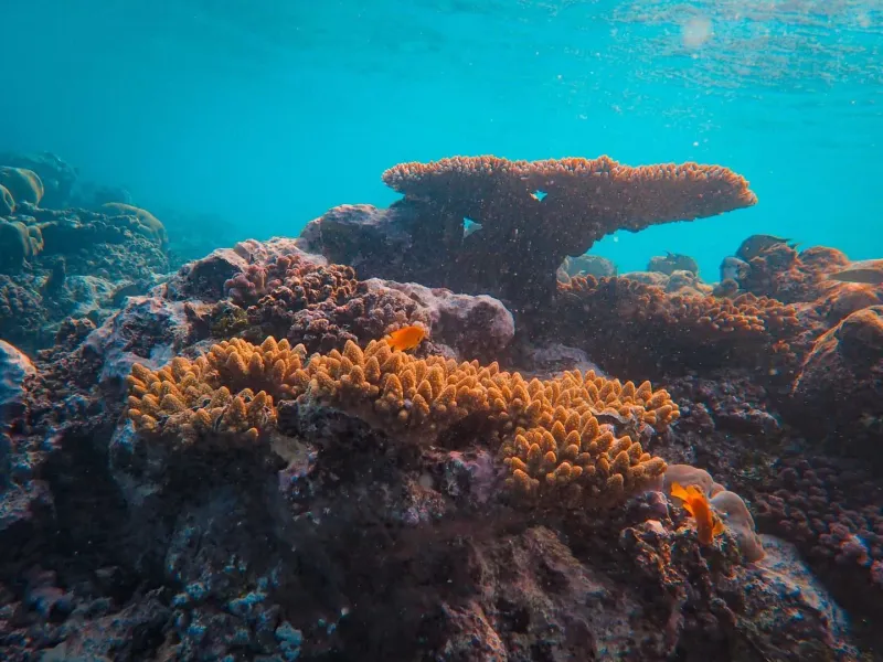Colorful coral reef in blue ocean water typical of Ang Thong snorkeling stops