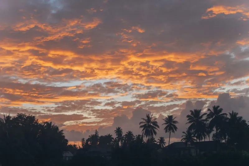 Sunset silhouette of palm trees along the Koh Samui coastline