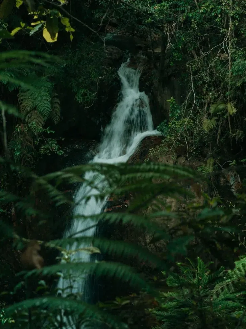 Waterfall flowing through dense green forest vegetation on a Koh Samui viewpoint hike