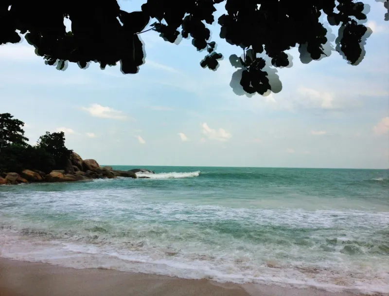 Turquoise waves breaking gently on shore beneath overhanging tropical foliage