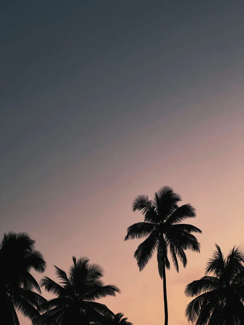 Palm tree silhouettes at twilight near Koh Samui, evocative of Long Dtai's island setting