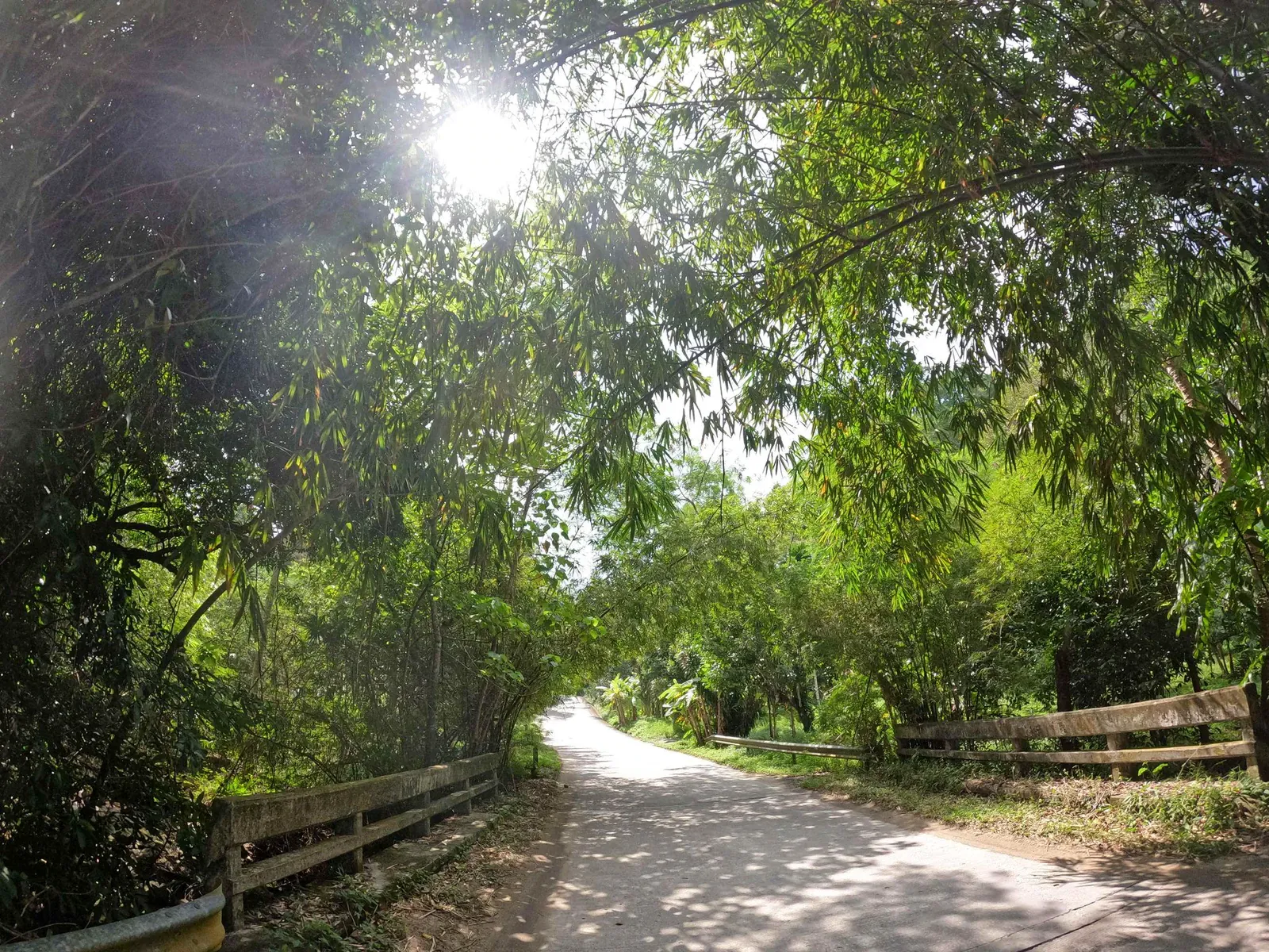 Densa cubierta arbórea y maleza a lo largo del descenso hacia el arroyo