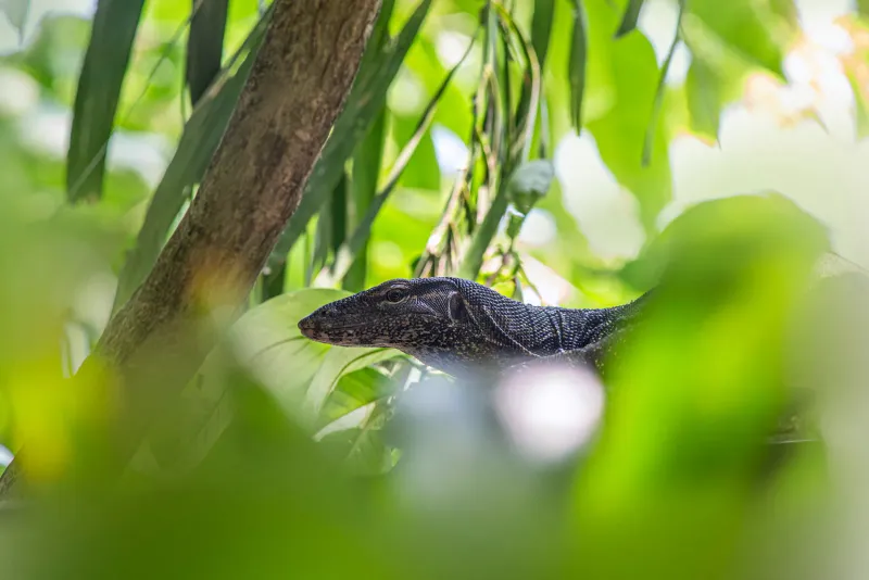 Monitor lizard partly hidden among jungle leaves