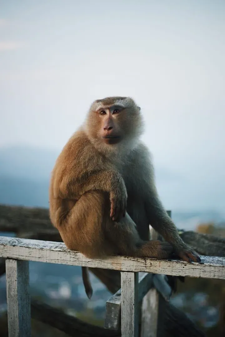 Un macaco posado sobre una valla de madera en Phuket, Tailandia, a plena luz del día