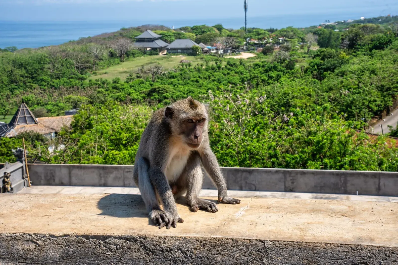 Un mono sentado en una repisa con vistas a un exuberante paisaje en Uluwatu, Bali, Indonesia