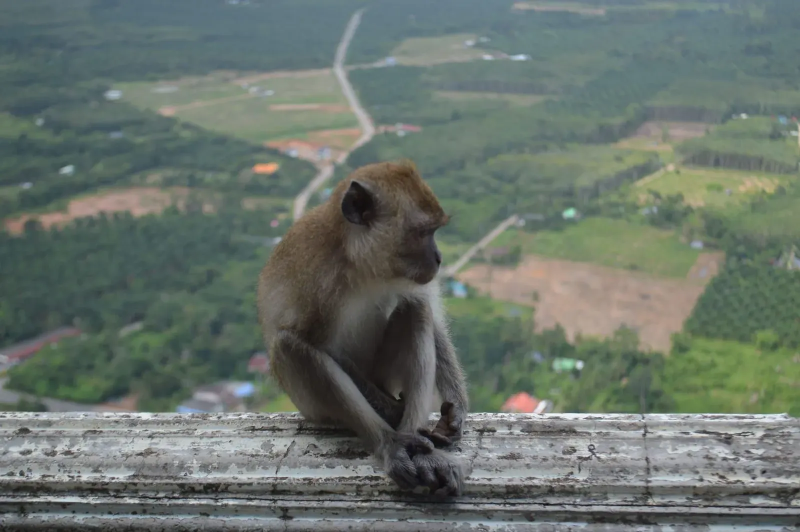 Monkey Trail Koh Samui — Red de Senderos y Carrera Samui Trail