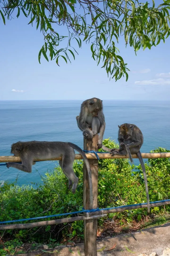 Tres monos posados en una barandilla de madera con vistas al mar en Bali, Indonesia