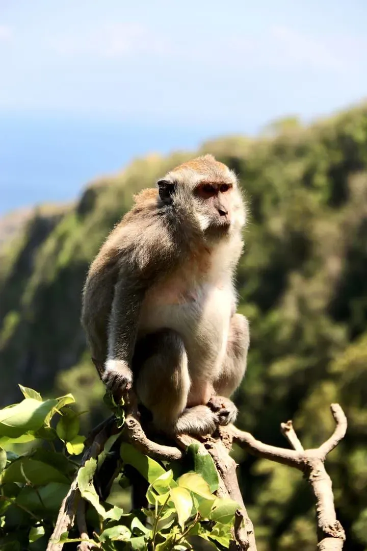 Un macaco posado en una rama en medio de la exuberante selva de Bali, Indonesia