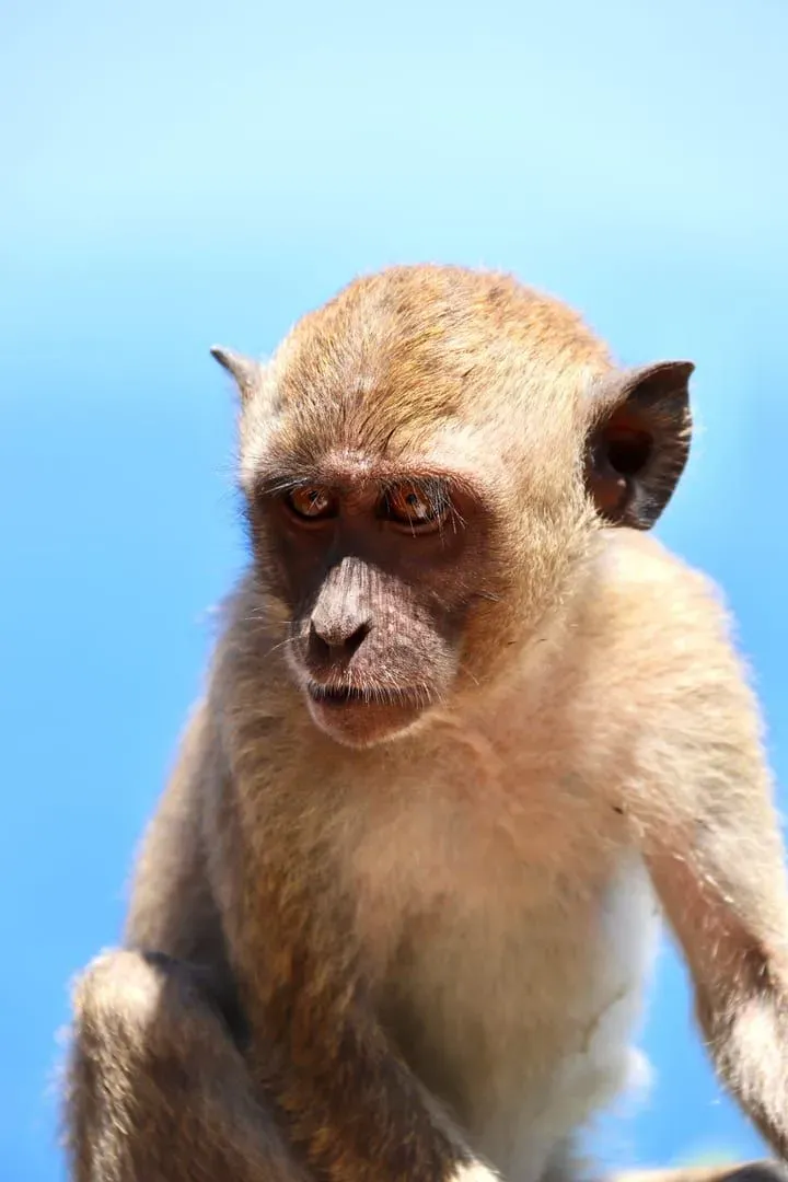 Retrato detallado de un macaco en Bali, Indonesia, contra un cielo azul intenso