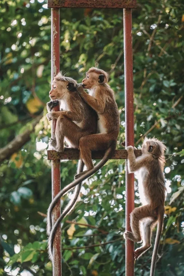 Tres monos juguetones trepan por una escalera metálica rodeados de vegetación selvática