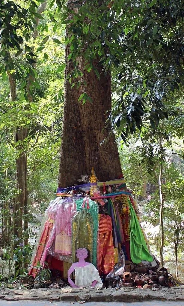 Baum am Namuang-1-Wasserfall auf Koh Samui, wo laut Legende der Geist 'Nang Ta-khian' lebt…