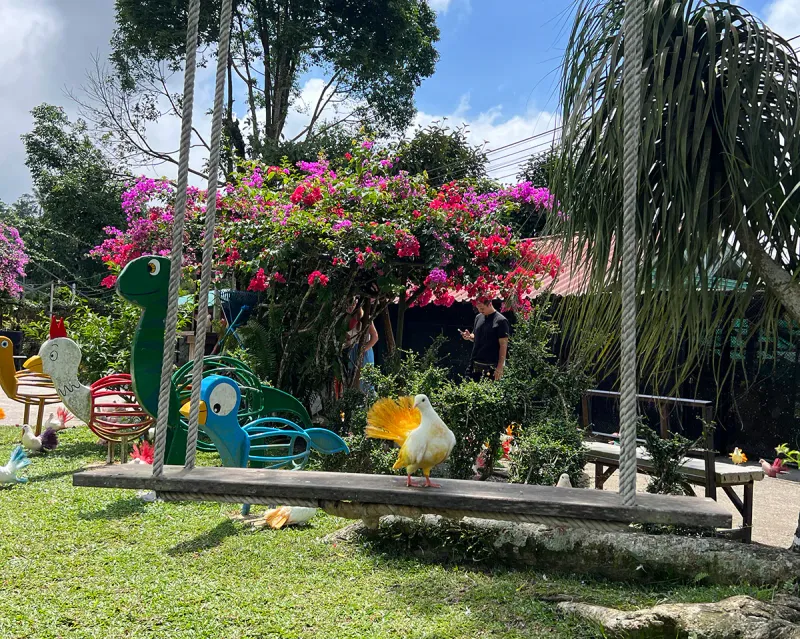 Colourful animal-shaped swings and an ornamental pigeon in Paradise Park Farm's playground area