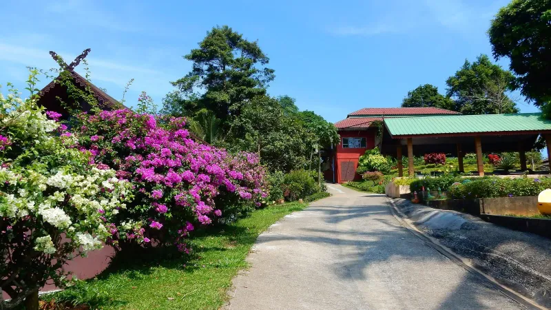 Bougainvillea flowers lining the driveway at Paradise Park Farm on Khao Pom, Koh Samui
