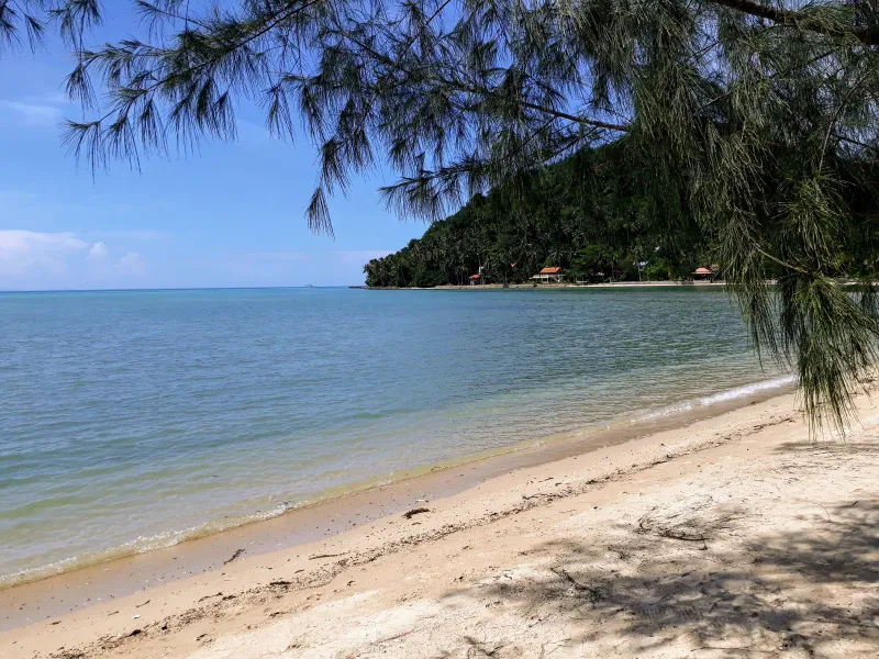 Kiefern rahmen die ruhige Küste am Phang Ka Beach