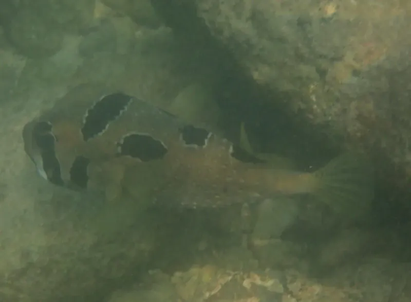Schwarzfleck-Igelfisch (Diodon liturosus) in Thailand