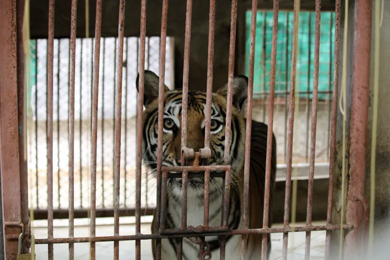 Una tigre che guarda attraverso le sbarre di una gabbia arrugginita al Samui Aquarium and Tiger Zoo, documentata dall'organizzazione per la tutela degli animali selvatici For Tigers
