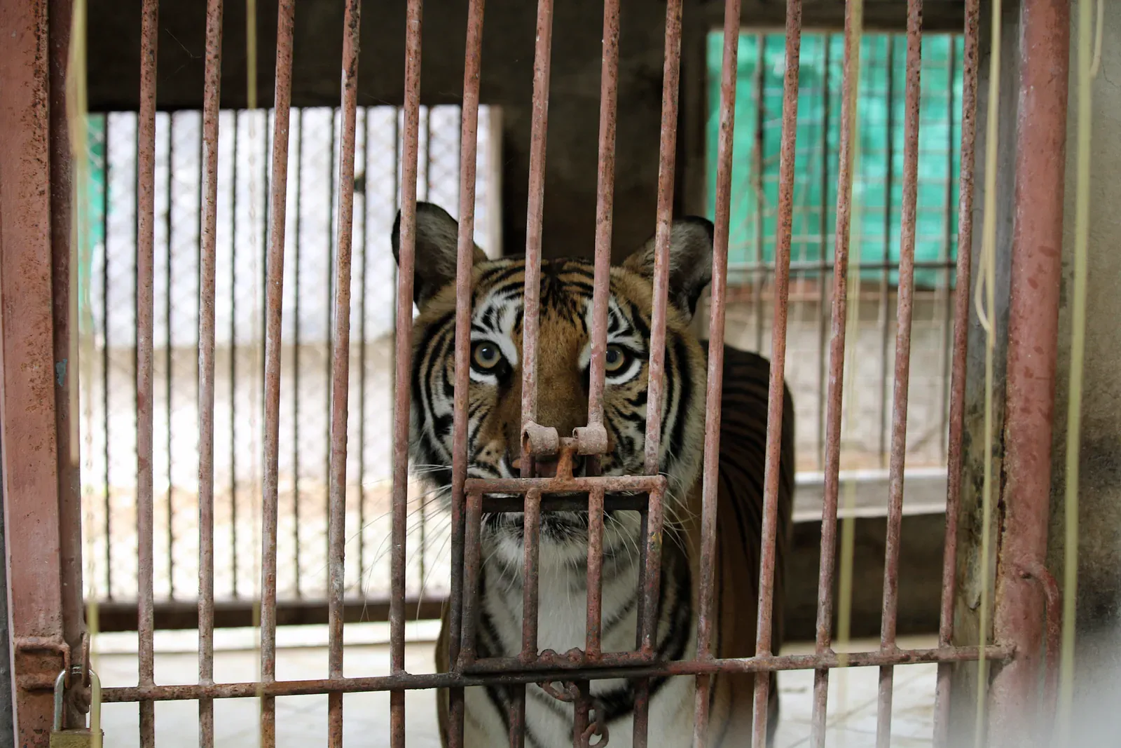 A tiger looking through the bars of a rusted cage at Samui Aquarium and Tiger Zoo, documented by the wildlife-welfare organisation For Tigers