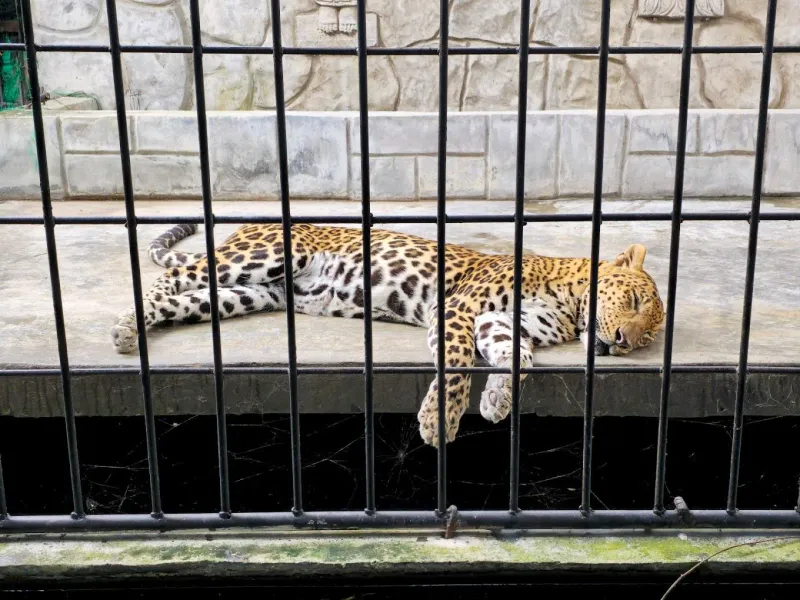 A leopard asleep on bare concrete behind enclosure bars at Samui Aquarium and Tiger Zoo