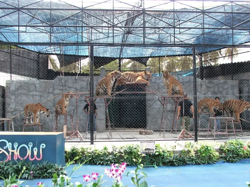 Tigers on stools inside the show cage at Samui Aquarium and Tiger Zoo, since suspended
