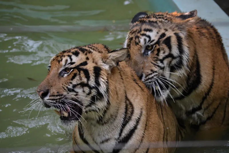 Two tigers standing in a small pool enclosure at Samui Aquarium and Tiger Zoo