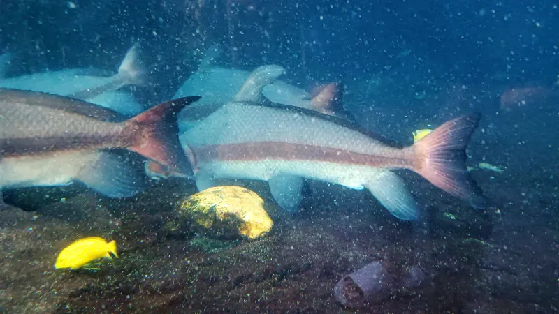 Fish in the aquarium tank at Samui Aquarium and Tiger Zoo