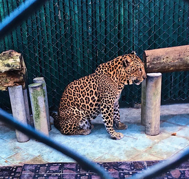 A leopard lying on bare concrete behind bars at Samui Aquarium and Tiger Zoo