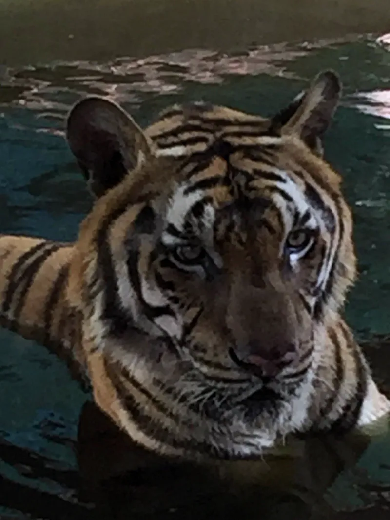 A tiger's face at the edge of a pool enclosure at Samui Aquarium and Tiger Zoo