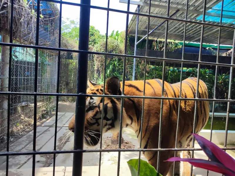 A tiger inside a caged enclosure at Samui Aquarium and Tiger Zoo, photographed by a visitor