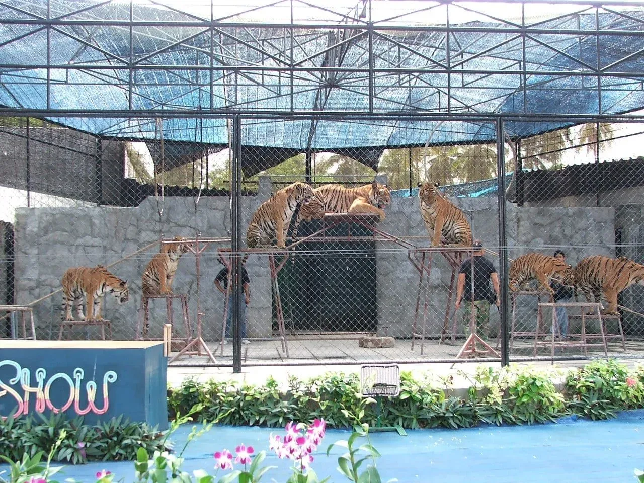 Samui Aquarium and Tiger Zoo, Maret — Current Status (2026)