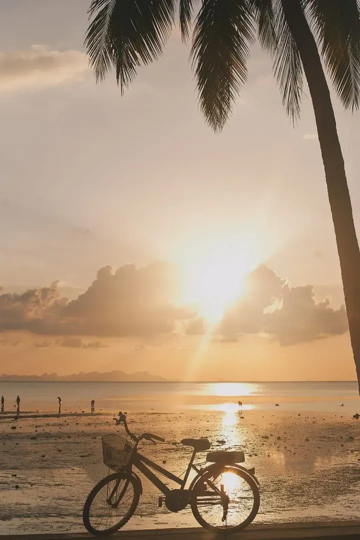 Bicycle and palm tree silhouette at sunset, a free evening scene on Koh Samui