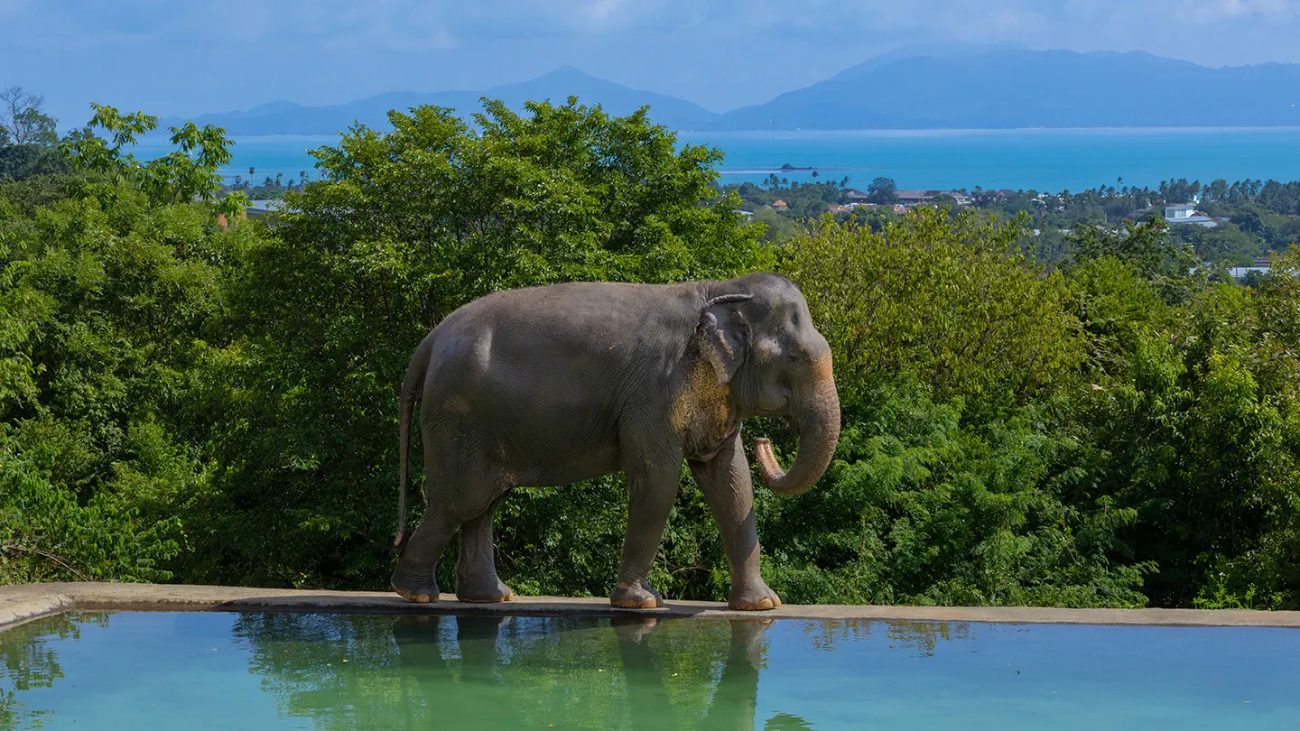 Samui Elephant Haven, Bophut — Koh Samui's No-Riding Sanctuary