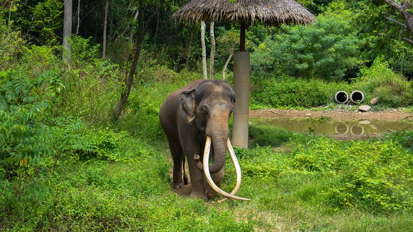 An elephant with long tusks standing under a thatched shade shelter in the forest at Samui Elephant Haven, no saddle or riding gear visible